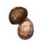 Matsutake