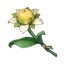 Sweet Flower