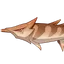 Betta