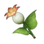 Calla Lily