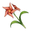 Windwheel Aster
