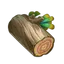 White Chestnut Oak Wood