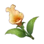 Snapdragon